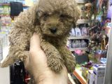 Maltipoo Oyuncu Sevimli Yavrular